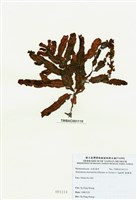 藏品(脈膜藻)的圖片